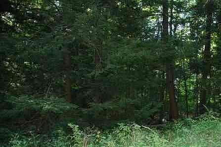 4th image of 3991 Michigan Trl Lot 3-4-5