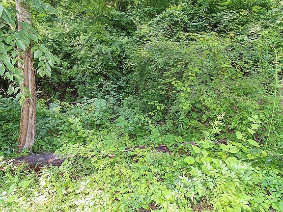 5th image of 0 & 538 Deep Hollow Rd