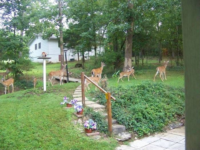 Yard