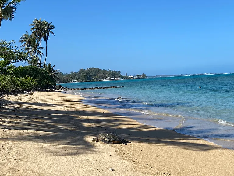 Kamehameha Hwy — Photo 10