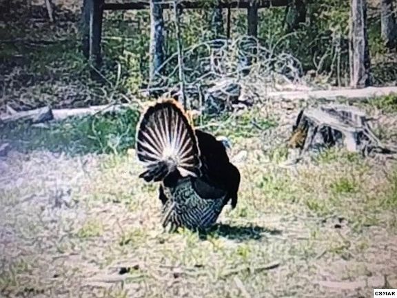 3rd image of 0 Blue Springs Rd