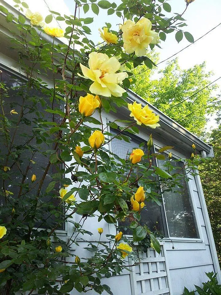 6 Campbell Park Pl — Photo 2