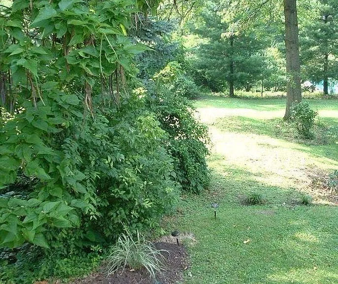 Meis Ave — Photo 2