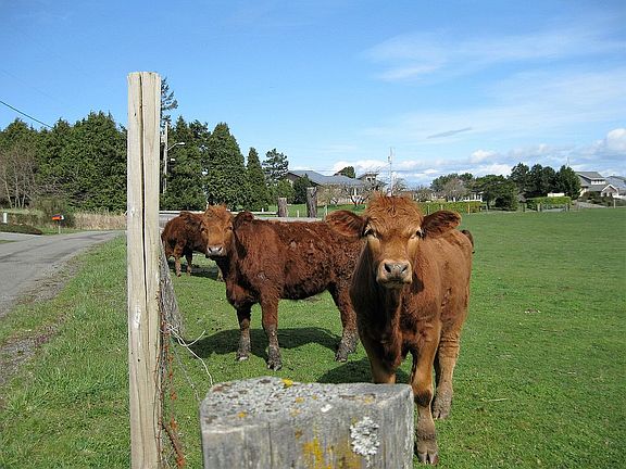 Across-street neighbors