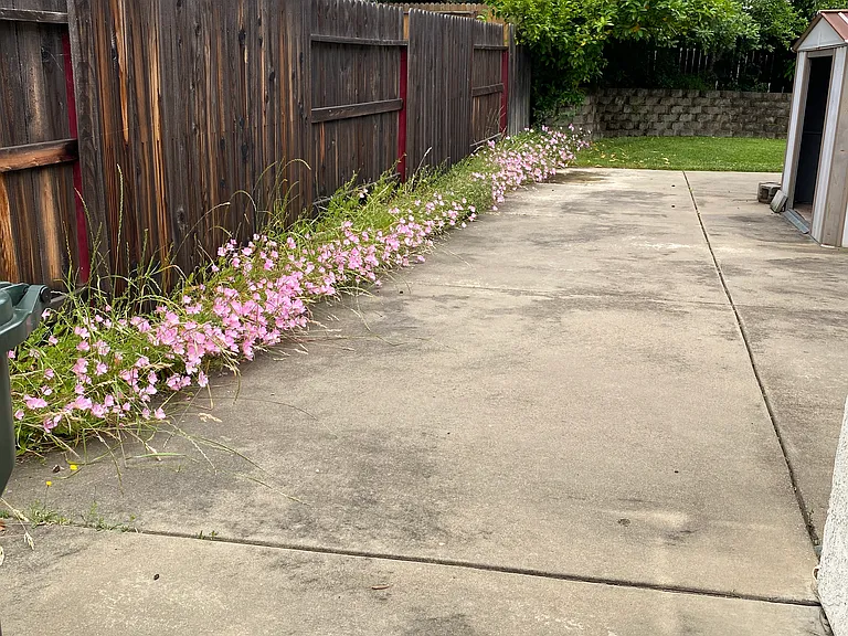 1509 Lathwell Way — Photo 17