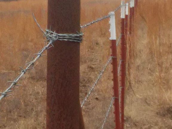 Looking West at Back Fence