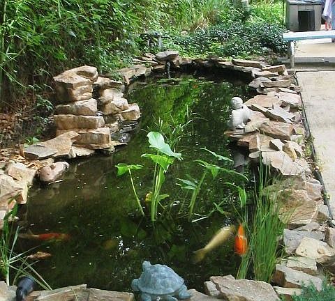Pond in Backyard