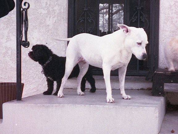 built-in dog door for kids.