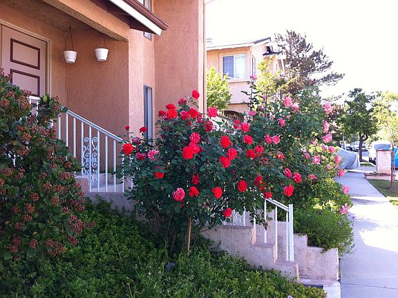 Welcoming Front Door Steps