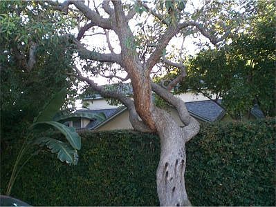 Mature Trees