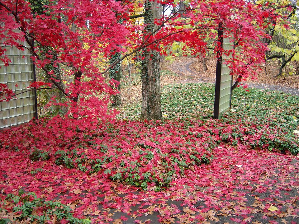 Fall Colors on Scenic