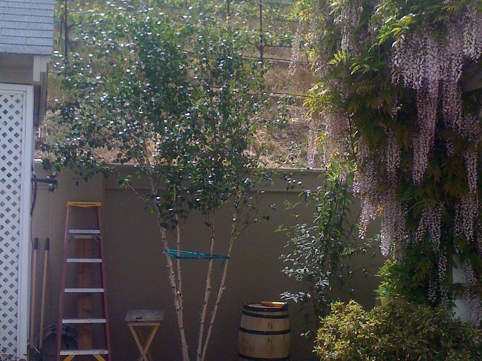 Vineyard