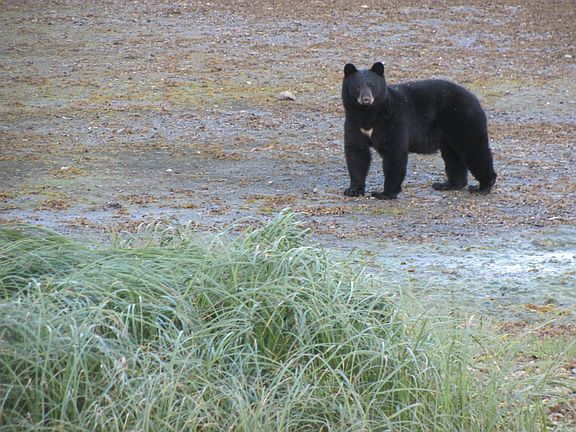 Bear out the window