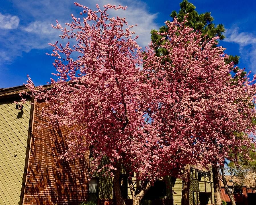 Spring at Telegraph Hill II