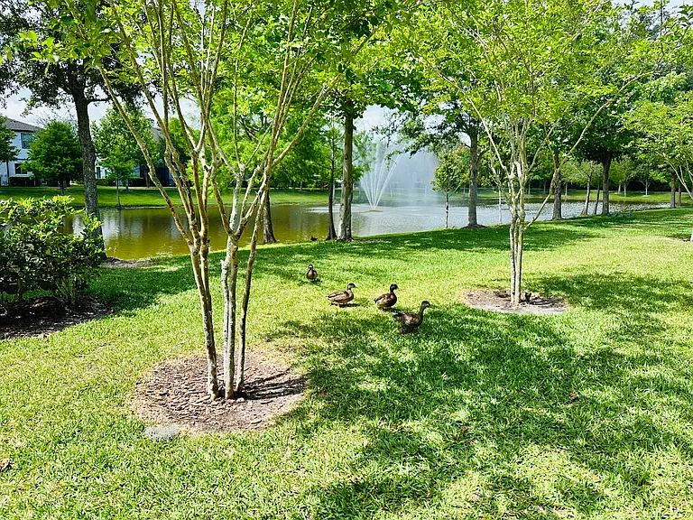 Backyard