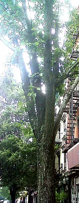 Rented by Citi Habitats | media 36