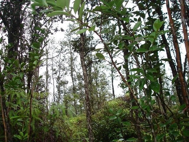 2nd image of Road 11 Pulelehua Lot 6072