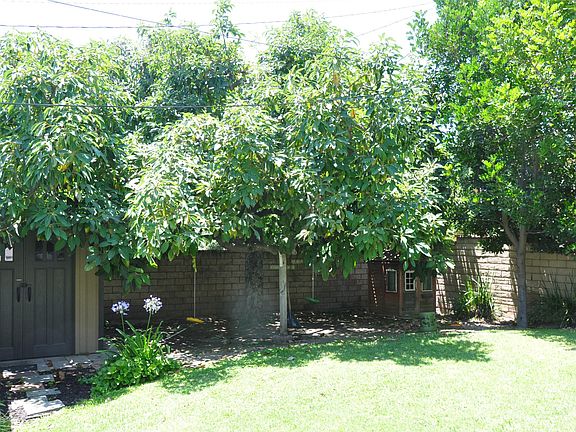 Shed on left (back of garage) and avocado tree