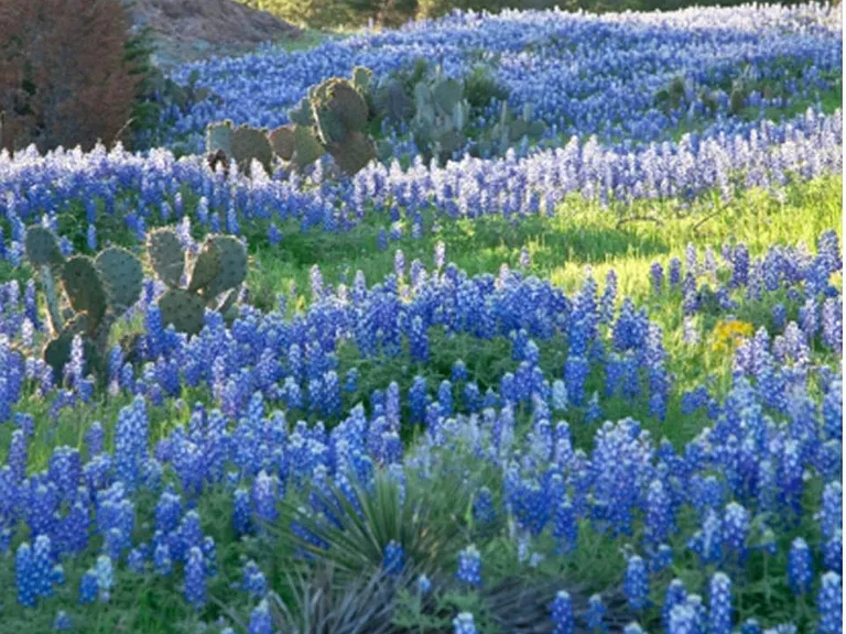 Surrounding Scenery