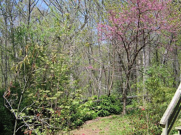 Beautiful backyard in bloom