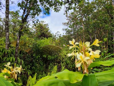 Road 7 Lot 384, Volcano, HI, 96785
