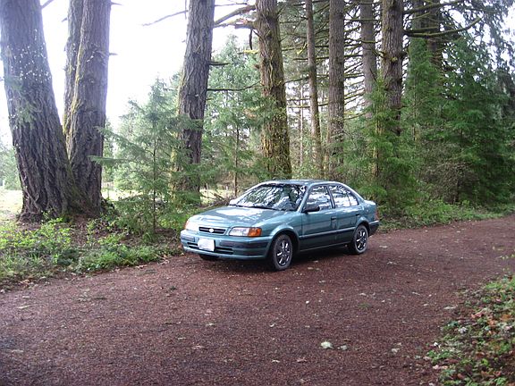 60-80 year old trees