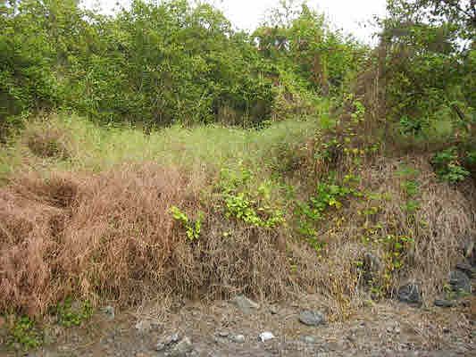 4th image of Corner Manini & Coffee Dr Lot 38