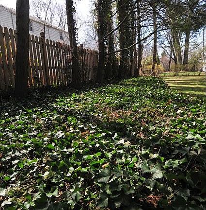 Low Maintenance Backyard