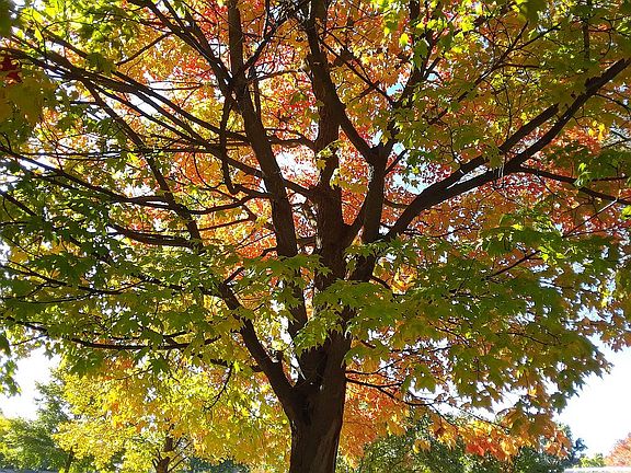 MapleTree Off Deck/PatioDoor