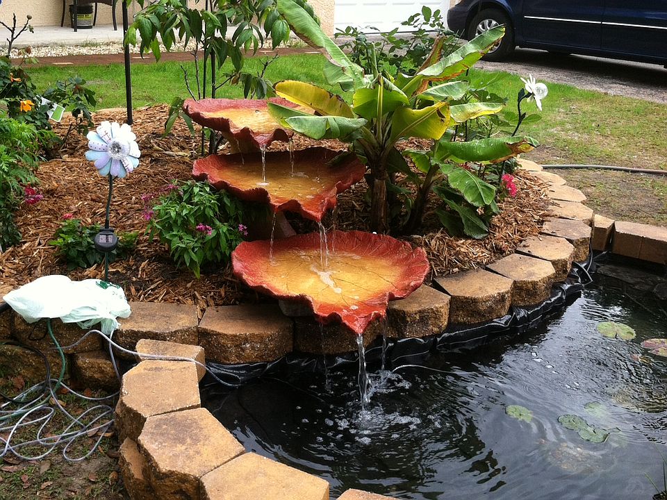 Goldfish pond