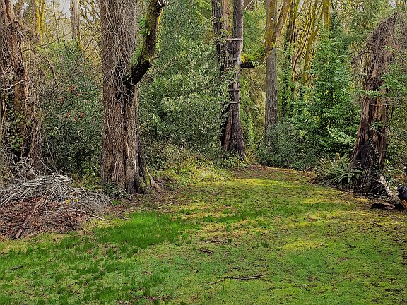 A grassy section of the yard