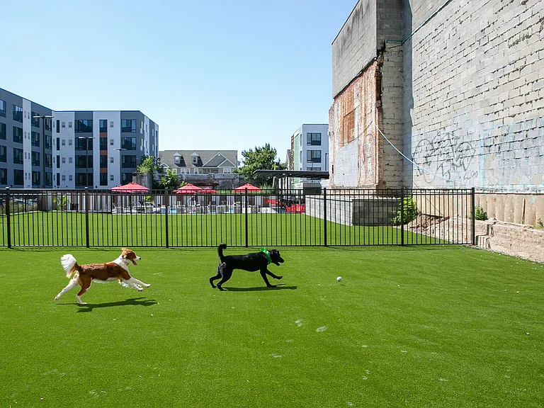 Pet Play Area