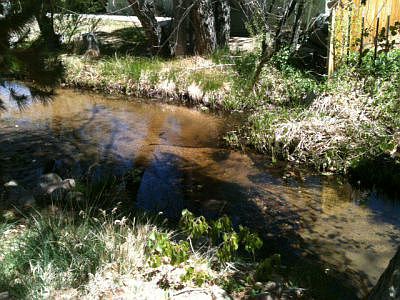 Stream in back yard