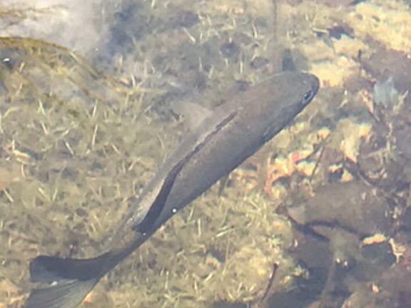 Pristine water, fish too