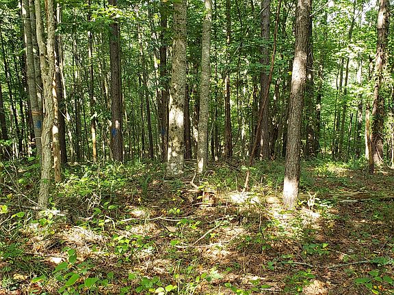 2nd image of 3 Forest View Dr #3