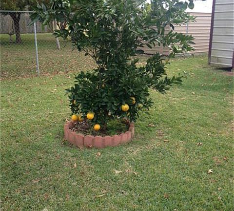 one of the 2 orange trees this home also has 2 plum trees as well