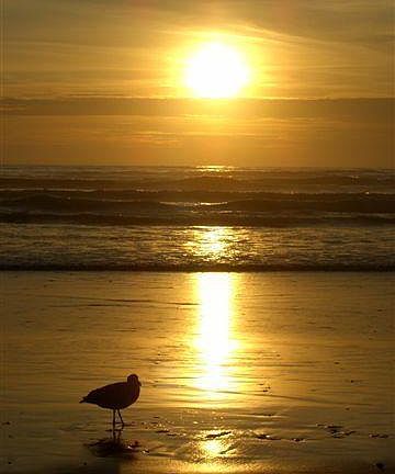 South Cove Famous Surfing Spot