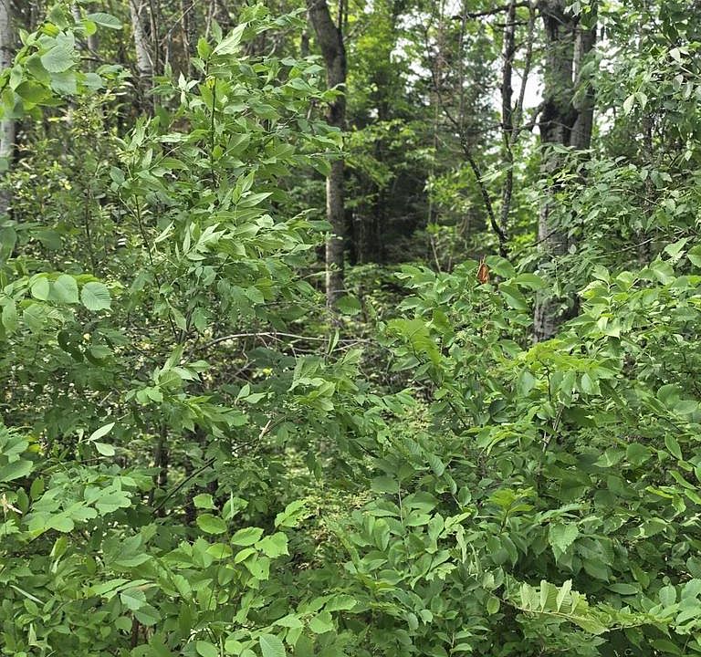 1st image of 38.10 ACRES OLD RAIL ROAD