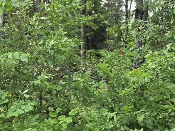 38.10 ACRES OLD RAIL ROAD, Wausaukee, WI 54177
