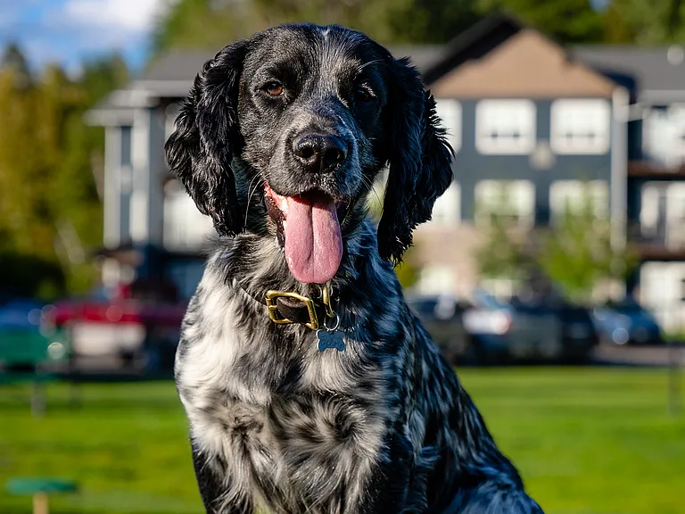 We welcome your four-legged family members