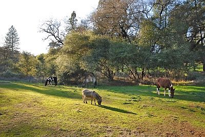 pasture