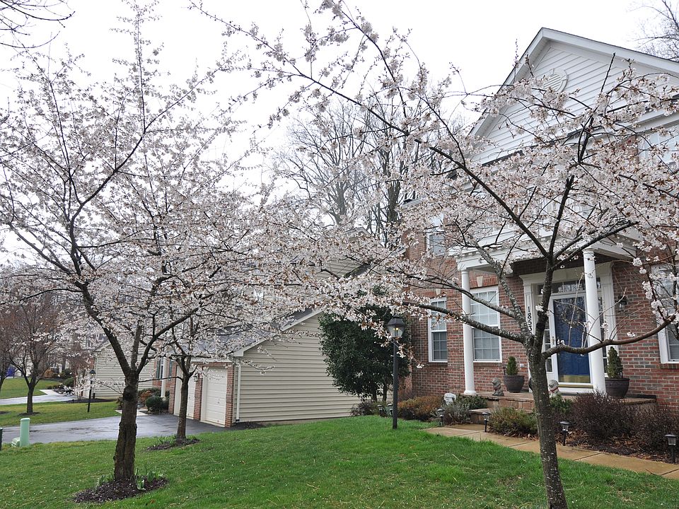 Cherry trees in front garden