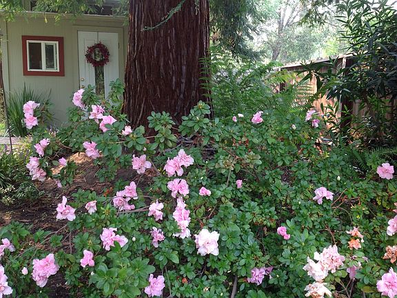 Azaleas  along brick pathway