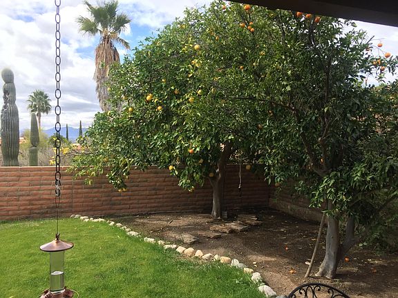Patch of green grass, grapefruit tree, and 3 orange trees