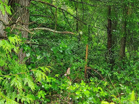 NW Corner Stake near the street is in the bushes and trees. 