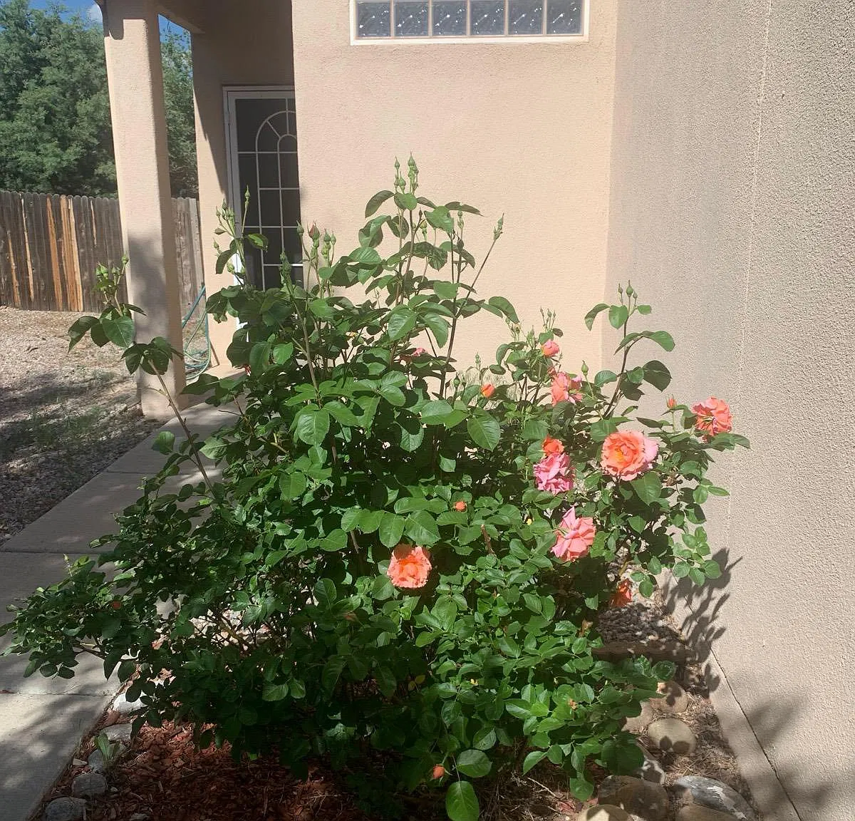 Primo Colores, Santa Fe — Photo 3