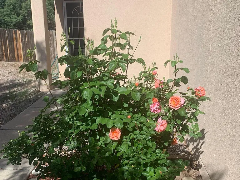 Primo Colores — Photo 3