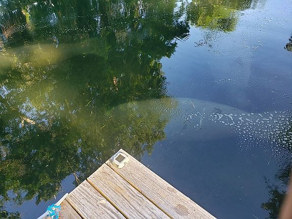 Manatees in your backyard 
