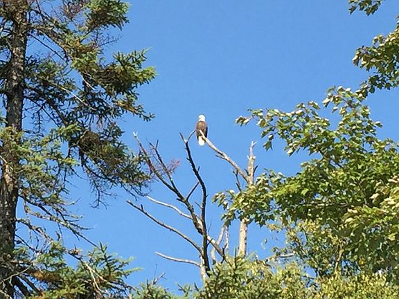 Can always spot an eagle!