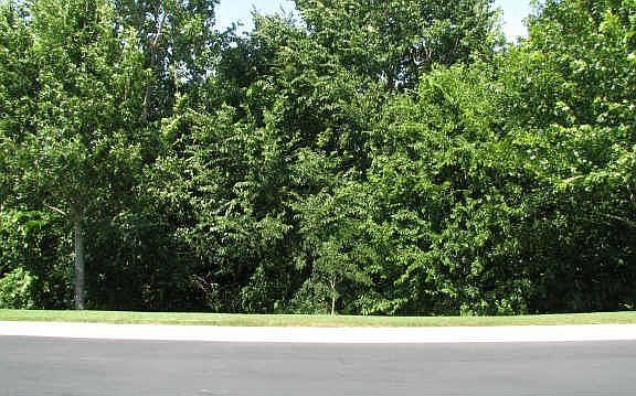 2nd image of 1008 Bridges Dr